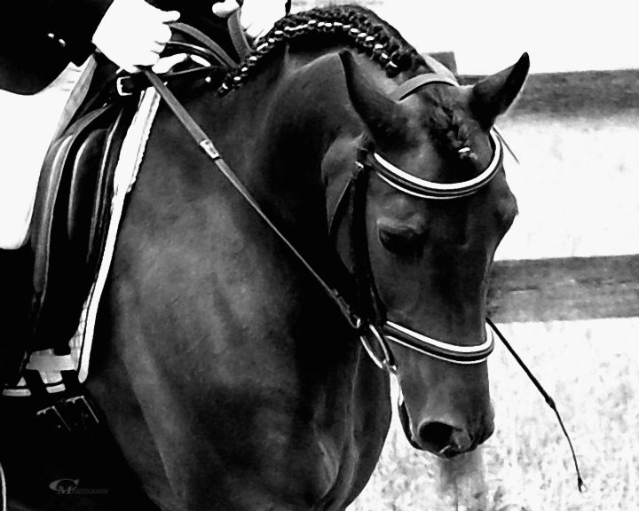 Finnase - the pony I traced clipped