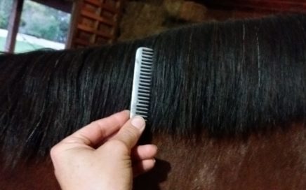 Painless Mane Pulling: How to Prepare a mane for perfect braids.