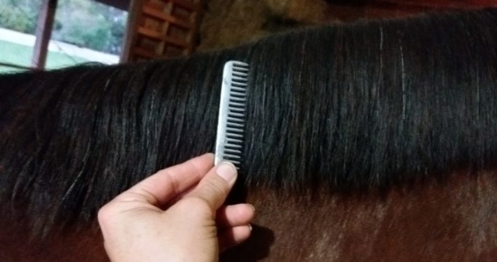 Painless Mane Pulling: How to Prepare a mane for perfect braids.