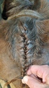 Horse Mane Braiding Tips - French Braiding the Forelock