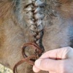 Mane Braiding Tips on forelock braiding