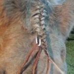 How to french braid a horse's forlock.
