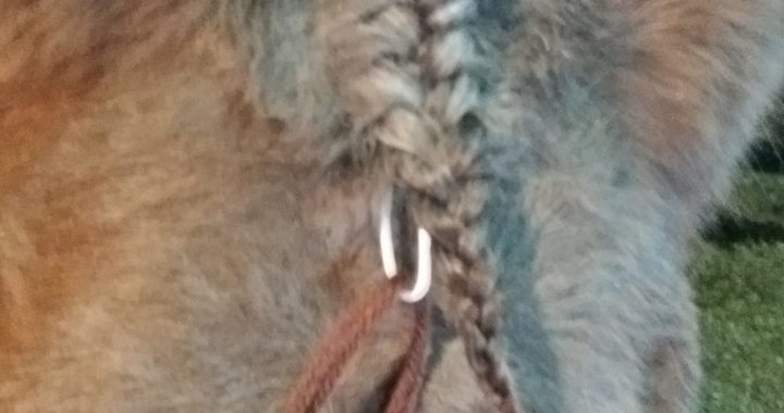 Forelock tool: Use for French braiding forelocks.