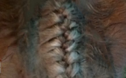 How to braid a horse's forelock