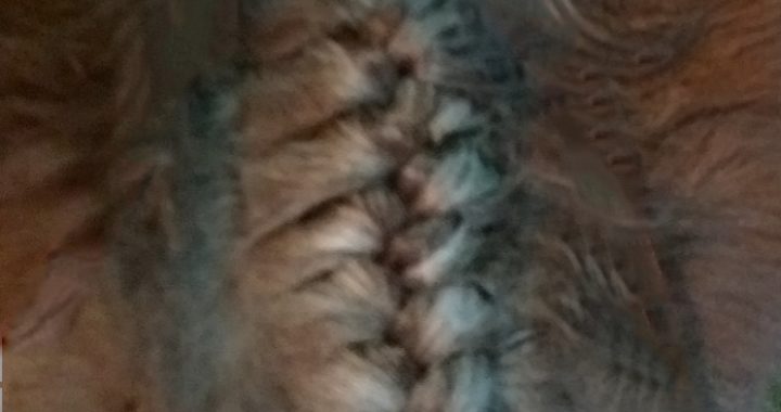 How to braid a horse's forelock