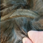 Mane Braiding Tips: Five Secrets for French Braiding the Forelock