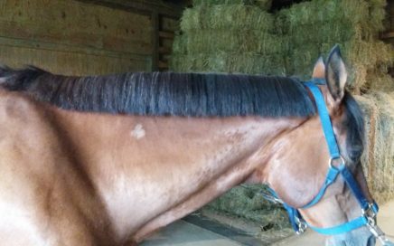 Mane Pulling Tips for Winning Braids