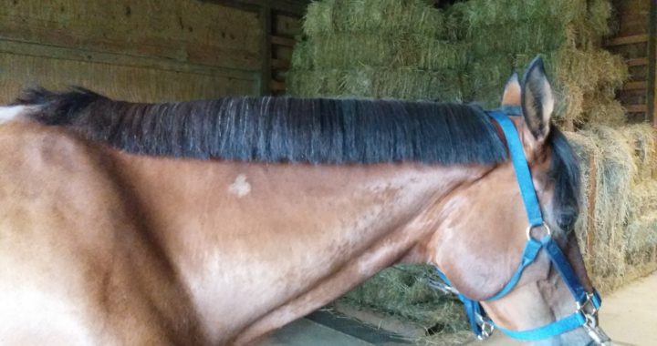 Mane Pulling Tips for Winning Braids