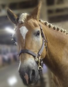 French Braiding the Forelock