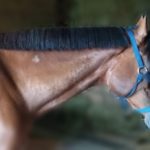 Guide to Braided Horse Manes - Mane Preparation 