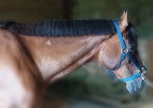 Mane Preparation for Dressage Braids