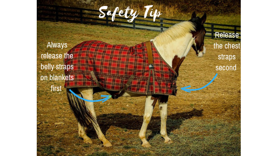 Mane and tail braiding tips - a Safety Tip for braiding at withers.