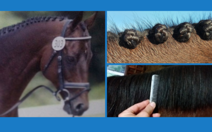 How to braid a horse's mane for hunter or dressage shows