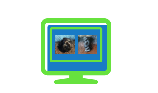 How to braid a horse's mane for a hunt seat or dressage competition.