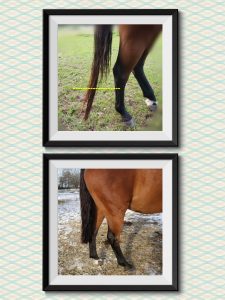Horse Tail Care Before and After Pictures