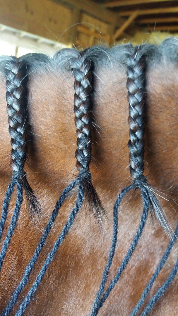 Three-stand mane braids on a hunter mane.