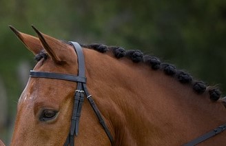 Braided horse manes: Dressage Mane Braids