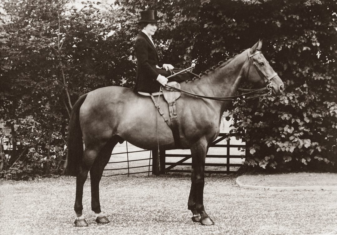 Braided Mane on a Hunt Horse.