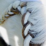 Guide to Braided Horse Manes - French-braided mane