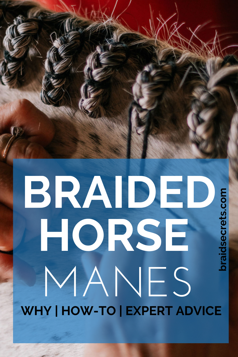 Braided horse manes, expert mane braiding techniques, expert braiding tips, horse mane braiding, horse braids, how to braid a mane, how to braid a mane for a hunter competition, how to do dressage braids, how to braid a horse's mane, hunter braid tutorial, dressage braid tutorial, mane and tail