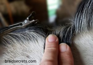 Braided Horse Manes: Section off two-finger's width for hunter braids