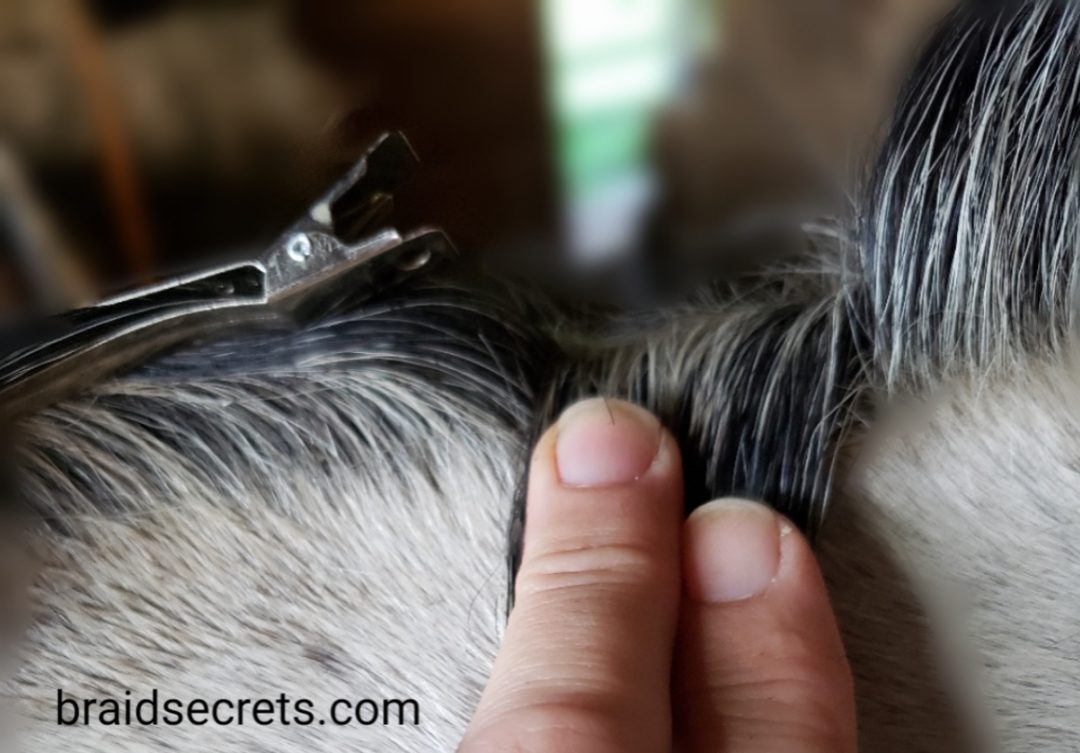 mane braiding tutorials, how to braid a hunter mane for competition, hunter mane braids, how to create neat mane braids, best tips for neater mane braids