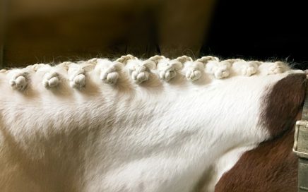Braided Horse Manes - a Reverse Scallop Braid for dressage.
