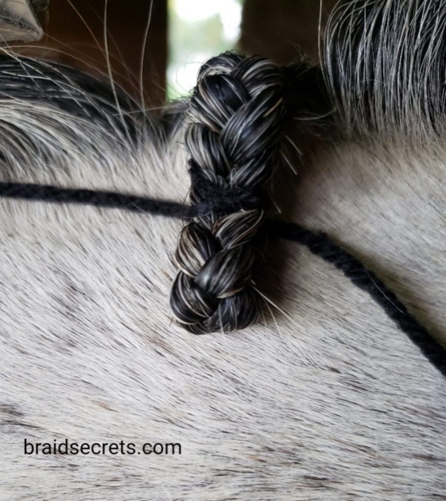 how to braid a hunter mane, hunter mane braidng tutorial, hunter braids, create perfect hunter mane braids, how to braid a hunter mane for competition