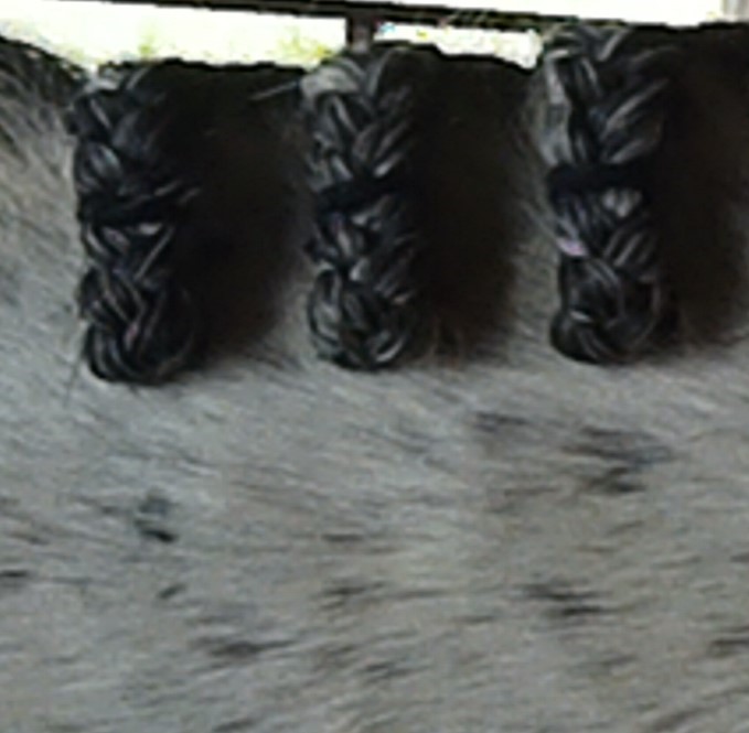 Braided Horse Manes - evenly spaced hunter braids.