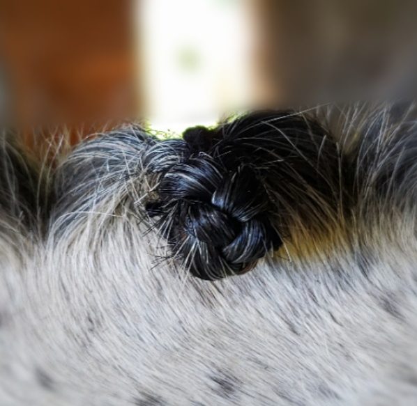 dressage mane braiding