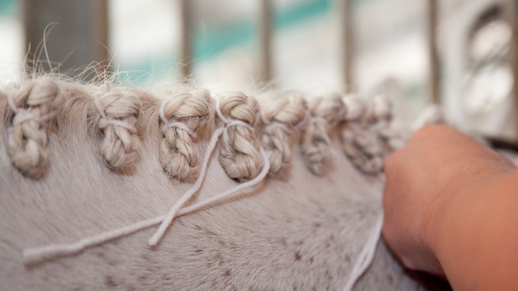 messy mane braids, 5 best tips to fix messy mane braids, how to neatly braid your horse's mane, avoid messy mane braids with these tips, mane braiding tutorial, best tips for hunter mane braiding, best tips for dressage mane braiding