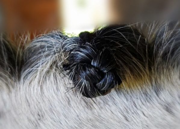 dressage mane braiding